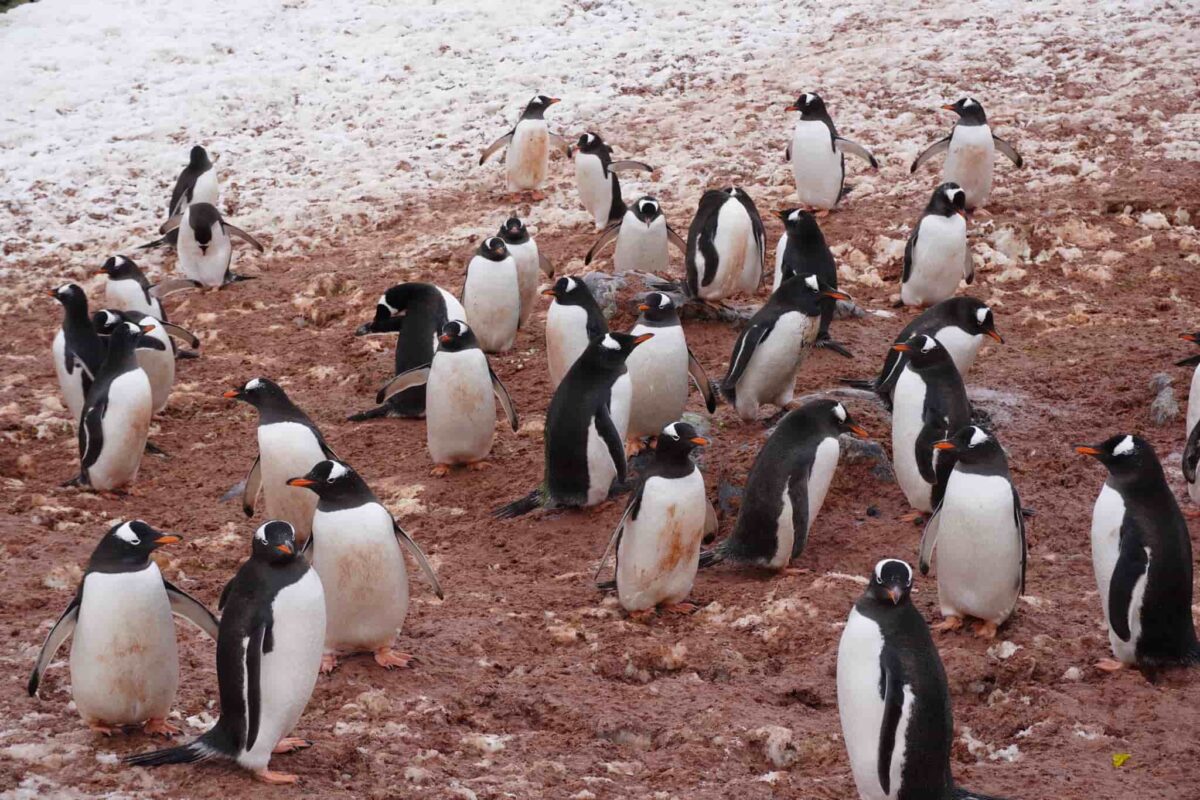 Penguins..00012